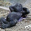 afslappet-gorilla.jpg