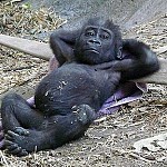Afslappet gorilla