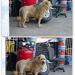 En hund efter løve