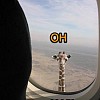 giraffen-i-skyen.jpg