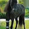 hest-med-protese.jpg