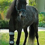 Hest med protese