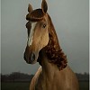 hestens-frisure.jpg