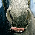 Hestens tunge