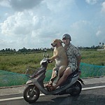 Hund på scooter