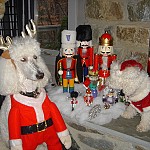 Julepynten og hunde